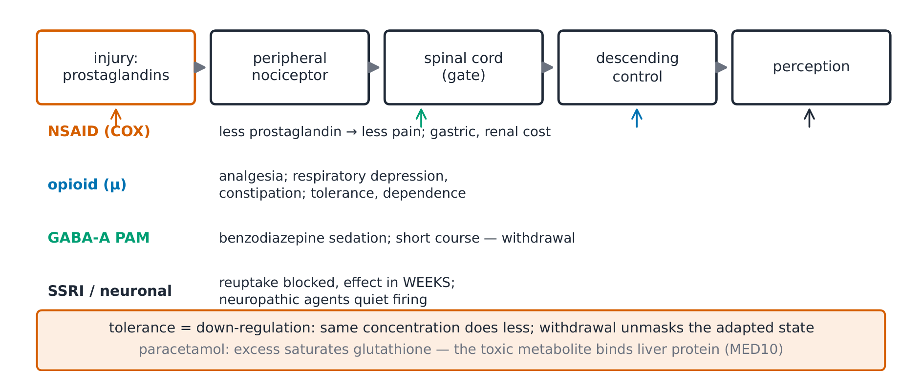Drug action sites along the pain pathway