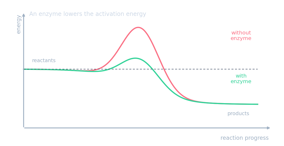 Energy profile: a tall hump without enzyme and a lower hump with enzyme, joining the same reactants and products