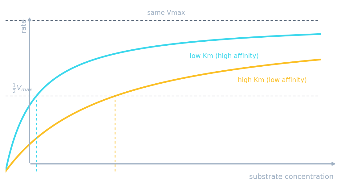 Deux courbes de vitesse approchant la même Vmax : une enzyme à faible Km atteint la demi-Vmax à faible concentration de substrat, une enzyme à fort Km en a besoin de beaucoup plus