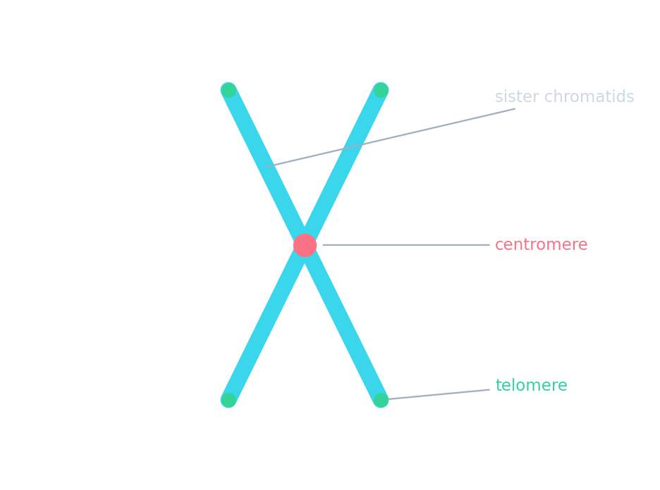 A replicated chromosome: two sister chromatids joined at a central centromere, with telomeres capping the tips