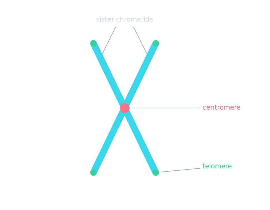A replicated chromosome: two sister chromatids joined at a central centromere, with telomeres capping the tips