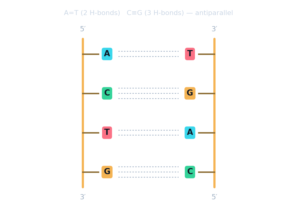 DNA ladder: two antiparallel backbones with A=T (two hydrogen bonds) and C≡G (three hydrogen bonds)
