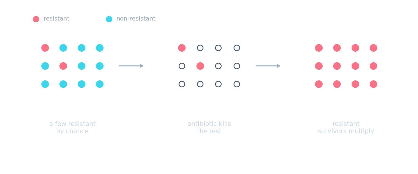 Three stages: a few bacteria resistant by chance, the antibiotic killing the rest, then the resistant survivors multiplying