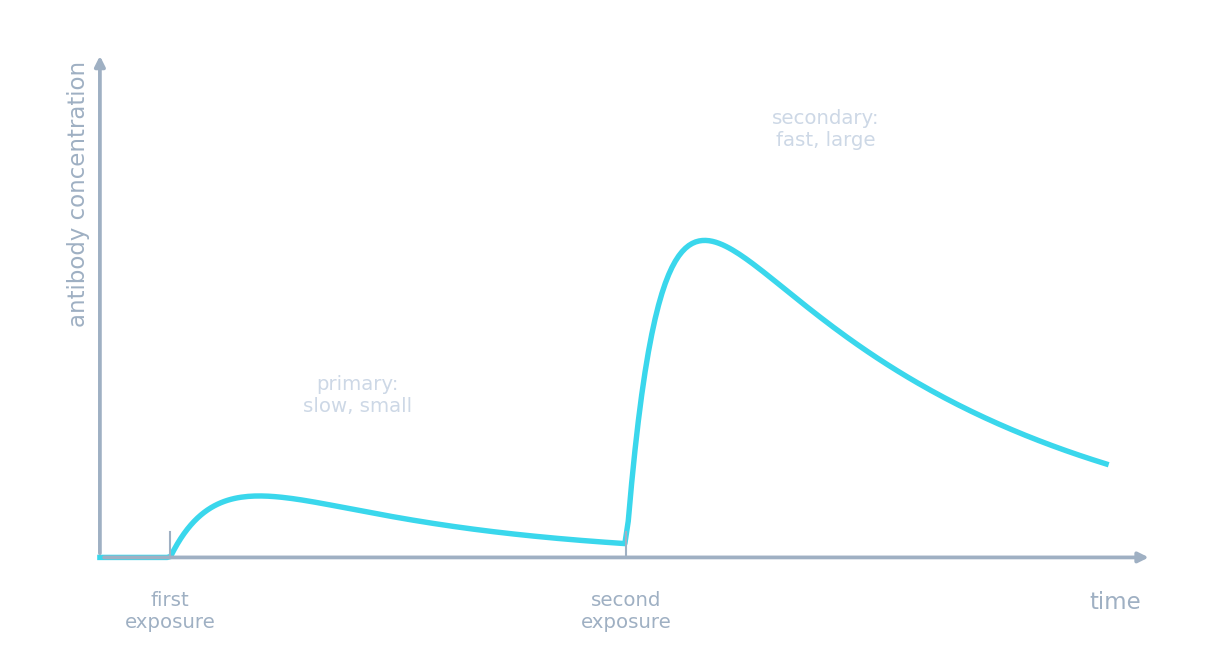 Graph of antibody concentration: a small slow rise after the first exposure, then a much larger faster rise after the second