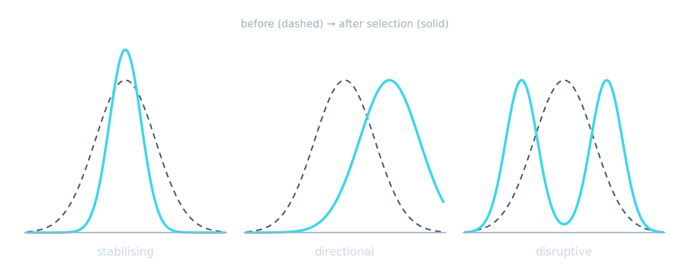 Trois distributions de traits : la stabilisation l'affine, la directionnelle déplace la moyenne, la disruptive la divise en deux pics
