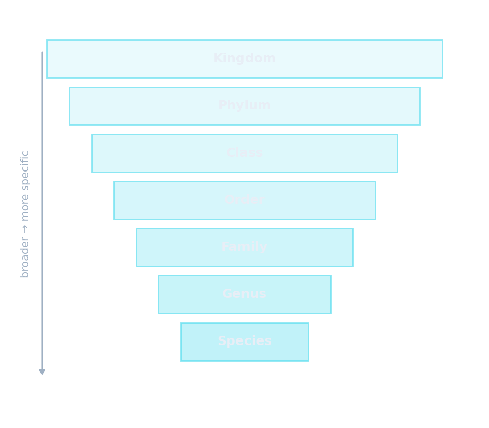 A funnel of seven levels narrowing from Kingdom at the top to Species at the bottom