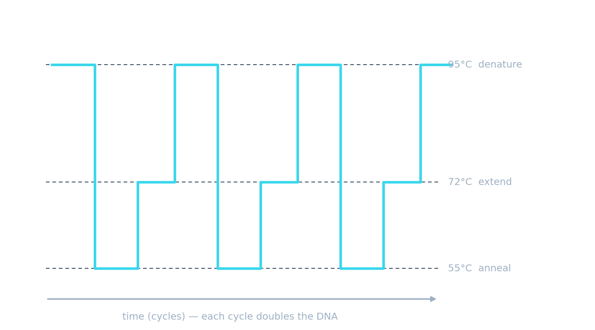 PCR temperature cycle: 95°C denature, 55°C anneal, 72°C extend — repeated, doubling the DNA each cycle