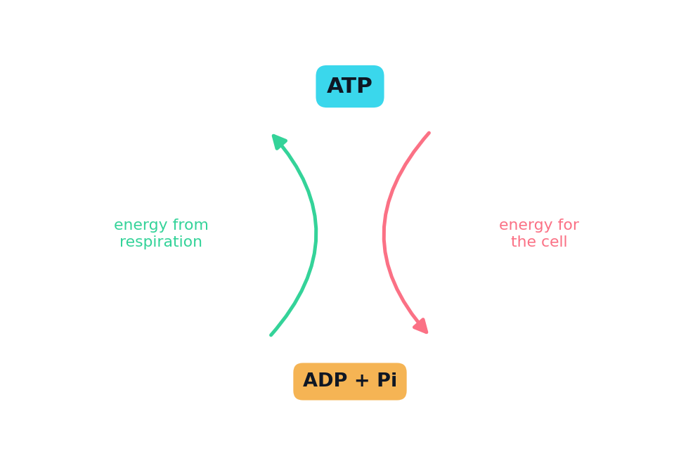 ATP losing a phosphate to become ADP and release energy, then being recharged