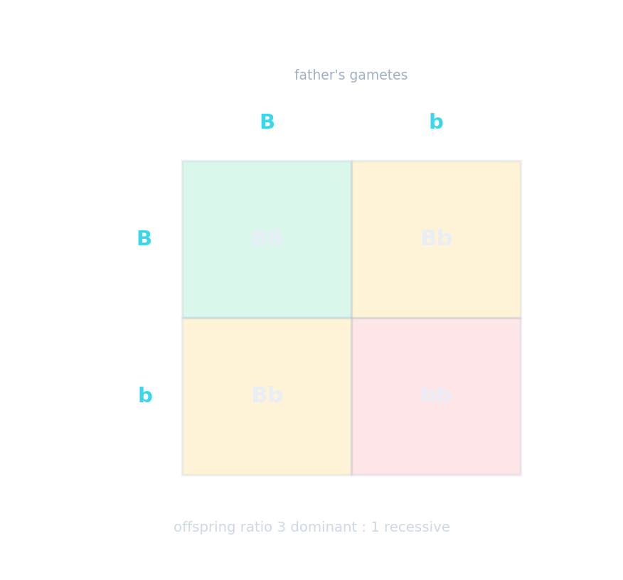 A Punnett square for an Aa by Aa cross giving a 3 to 1 ratio