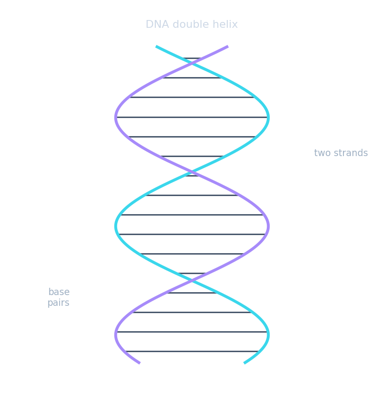 DNA 画成一个双螺旋,配对的碱基构成横档