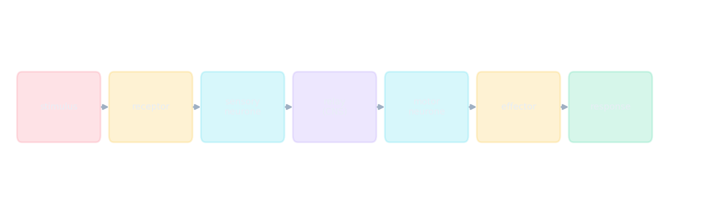 The reflex arc: stimulus to receptor to sensory neurone to relay to motor neurone to effector to response