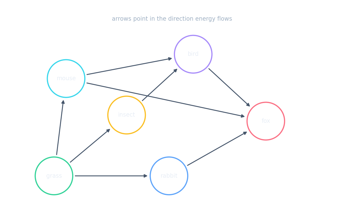 A food web showing feeding links between several organisms