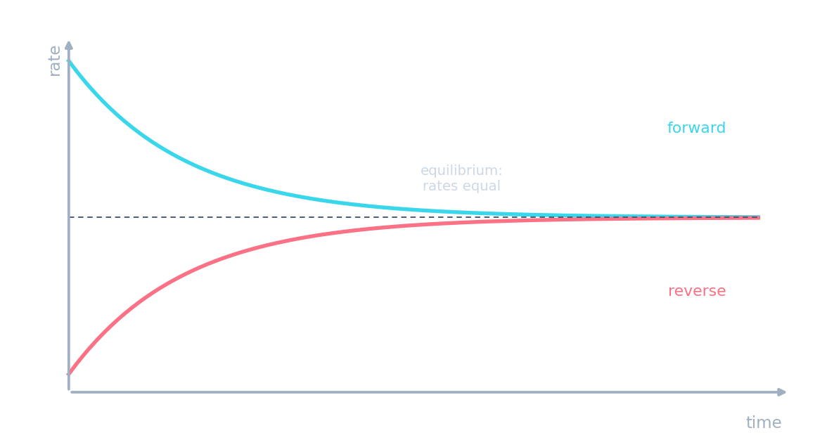 Forward and reverse rates become equal at dynamic equilibrium